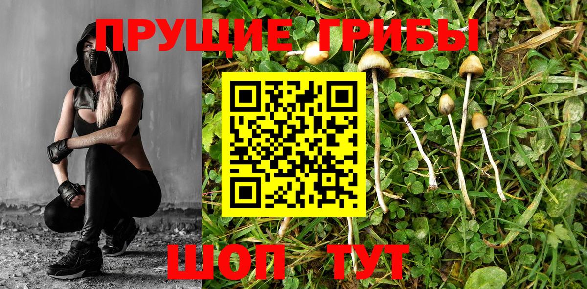 Псилоцибиновые грибы Cubensis  Псилоцибиновые грибы Psilocybine cubensis  Михайловка  Вход с VPN 